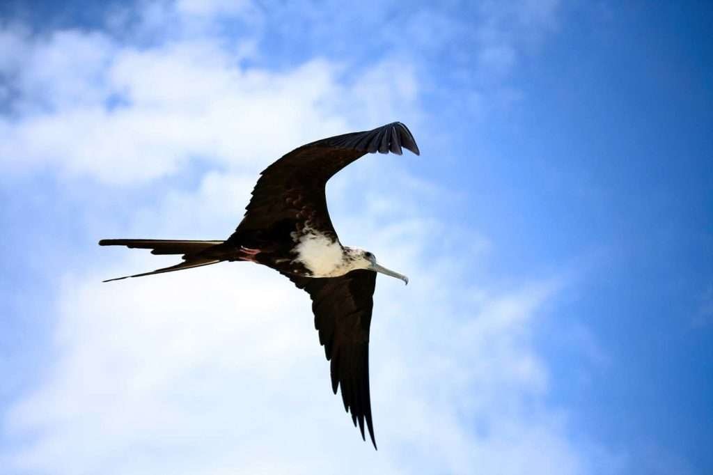 Flying Bird at Isla Holbox, Mexico