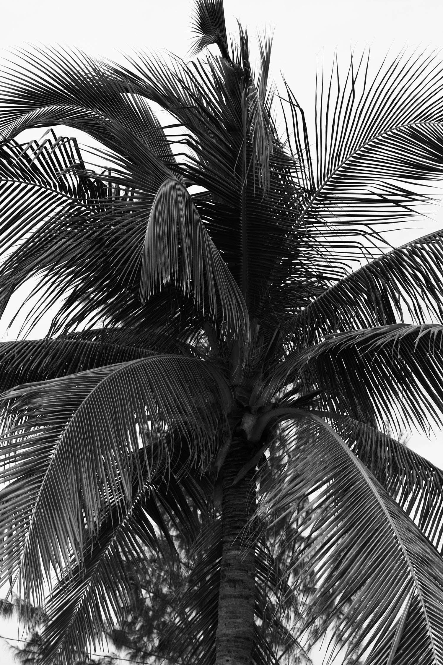 Miroslavo: Palm Tree of Mexico