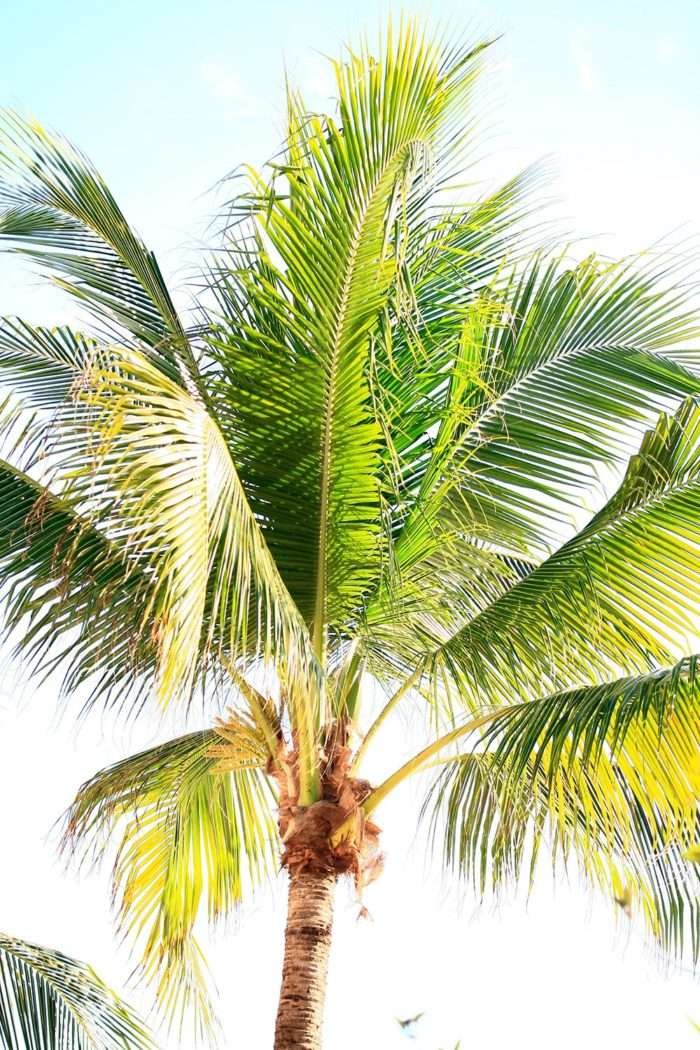 Drawing: Riviera Maya, Palm Tree by Miroslavo