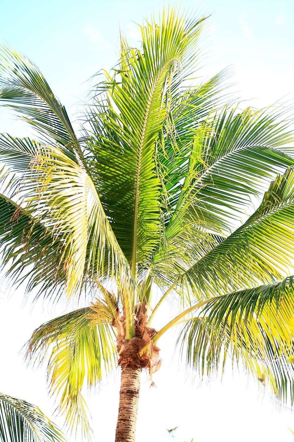 Drawing: Riviera Maya, Palm Tree by Miroslavo
