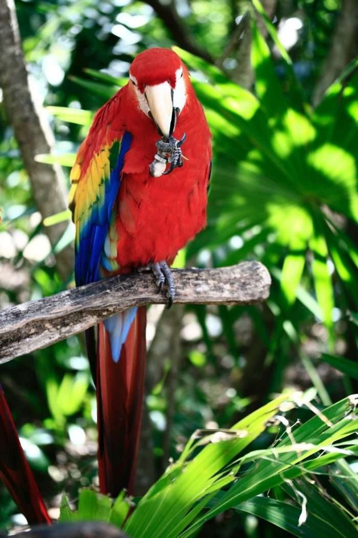 Photograph: Mayan Parrot