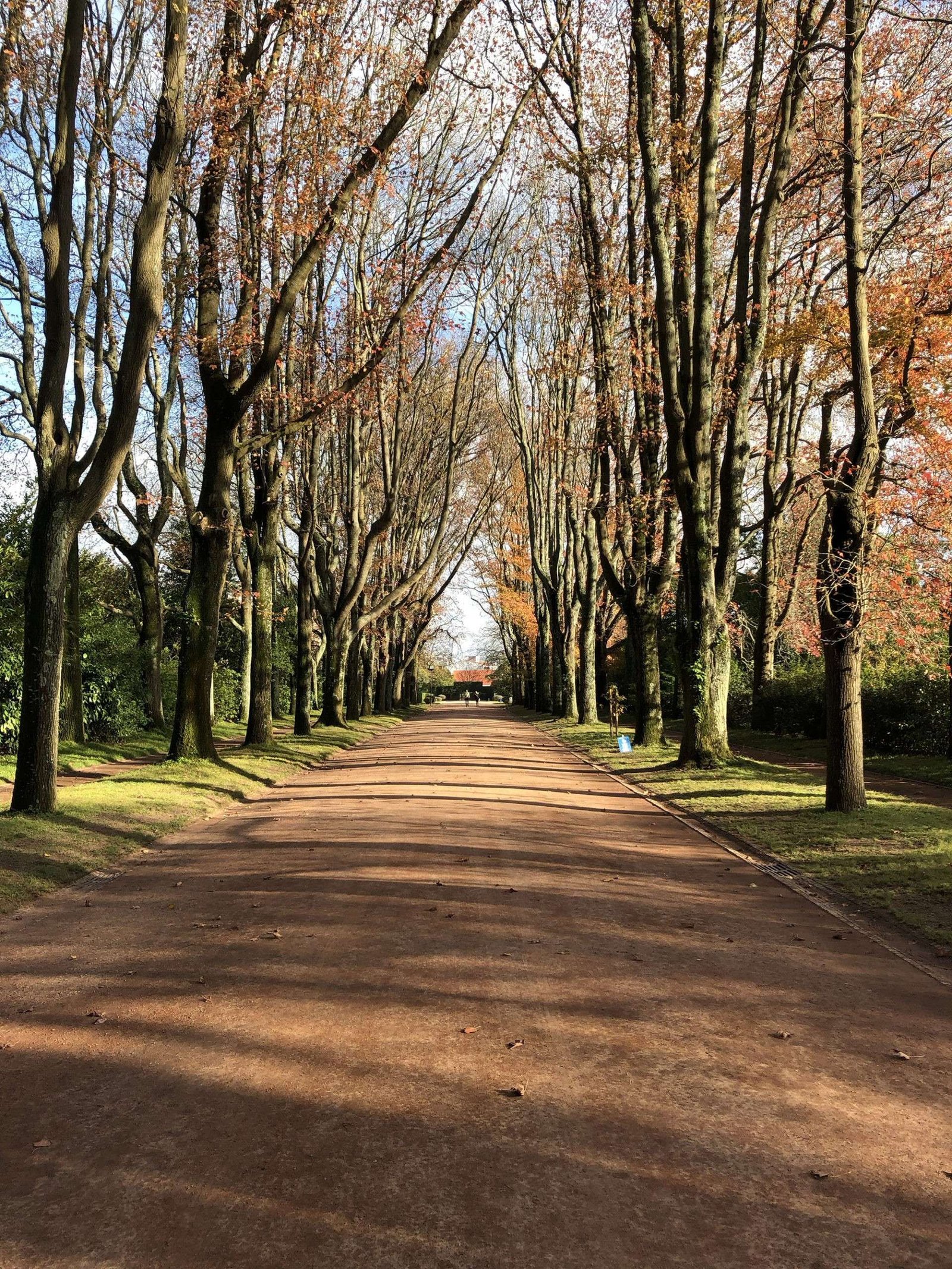 Path with trees in Porto